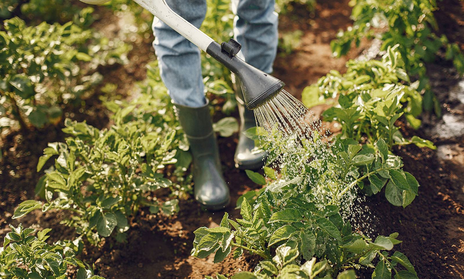 Watering the kitchen garden