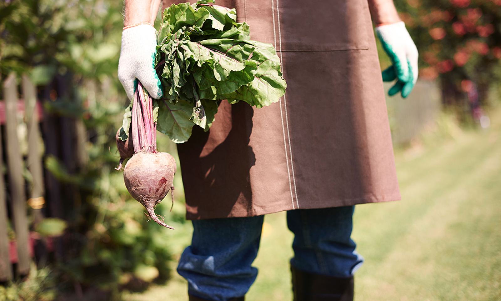 Beets from the kitchen garden